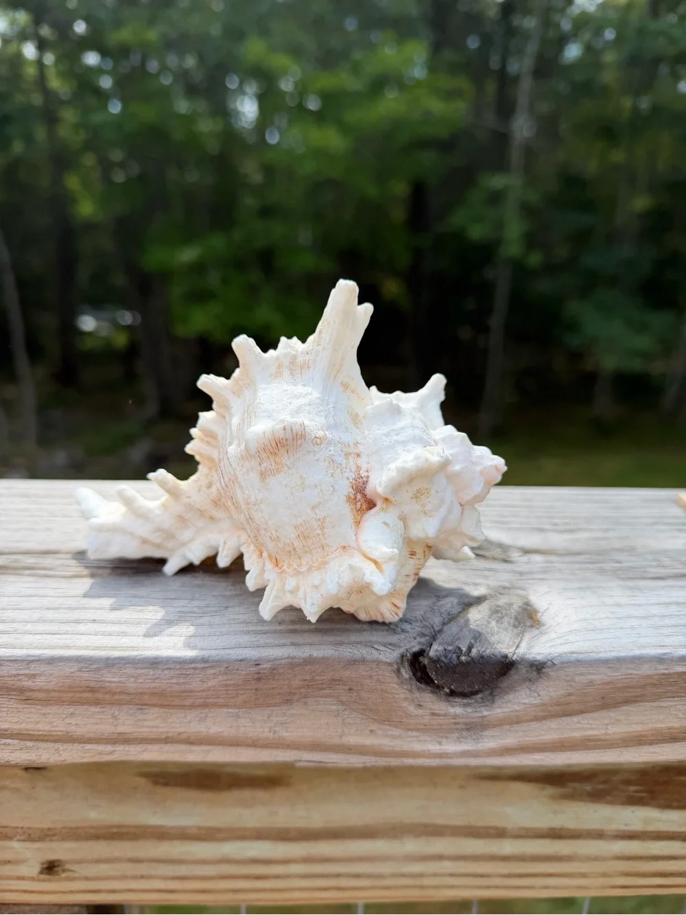 Large 5” SeaShell | Looks Great with an Airplant Inside 🐚🪴